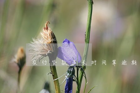 农行贷款多长时间算逾期 农行贷款多长时间算逾期