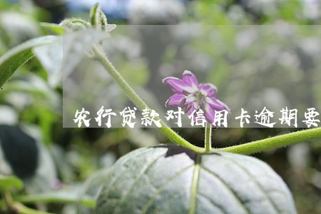 农行贷款对信用卡逾期要求 农行贷款对信用卡逾期要求