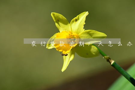农行贷款逾期1天怎么办 农行贷款逾期1天怎么办