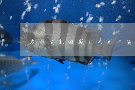 农行贷款逾期3次可以贷款吗 农行贷款逾期3次可以贷款吗