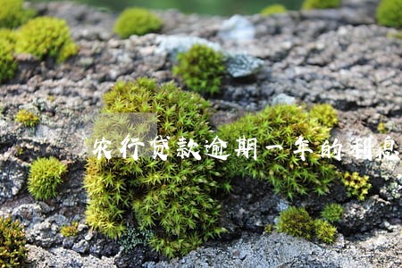 农行贷款逾期一年的利息 农行贷款逾期一年的利息