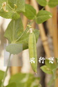 农行贷款逾期多少次就没征信 农行贷款逾期多少次就没征信