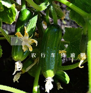 农行车贷逾期1天 农行车贷逾期1天
