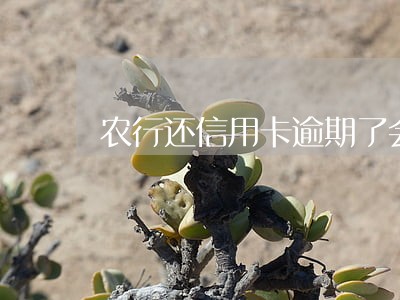 农行还信用卡逾期了会影响多久 农行还信用卡逾期了会影响多久
