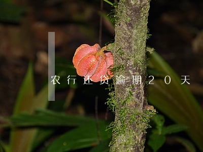 农行还贷逾期20天 农行还贷逾期20天