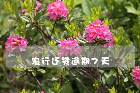 农行还贷逾期7天 农行还贷逾期7天