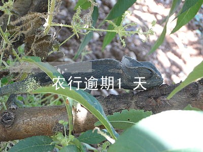 农行逾期1天 农行逾期1天