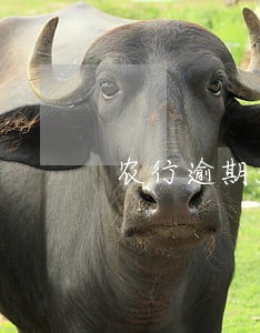 农行逾期50元 农行逾期50元