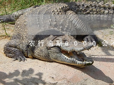 农行逾期6000会不会上门 农行逾期6000会不会上门