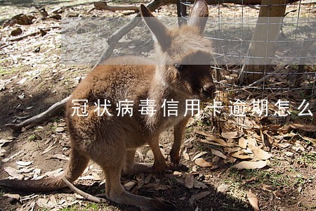 冠状病毒信用卡逾期怎么办 冠状病毒信用卡逾期怎么办