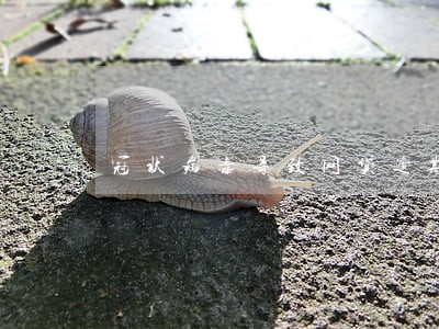 冠状病毒导致网贷逾期
