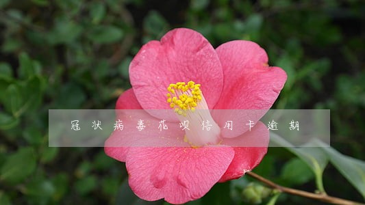 冠状病毒花呗信用卡逾期 冠状病毒花呗信用卡逾期
