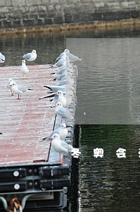 冬奥会法律顾问 冬奥会法律顾问