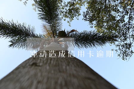 冲动造成信用卡逾期 冲动造成信用卡逾期
