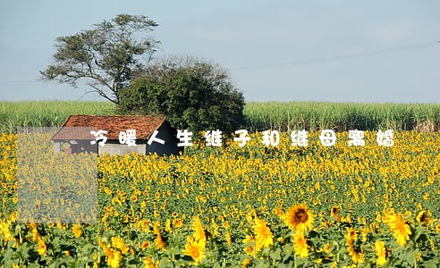 冷暖人生继子和继母离婚 冷暖人生继子和继母离婚