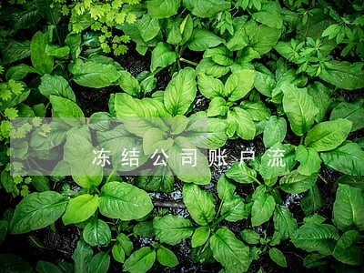 冻结公司账户流