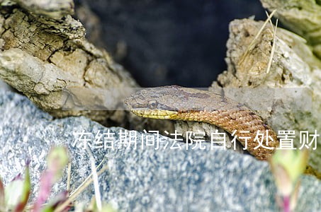 冻结期间法院自行处置财产