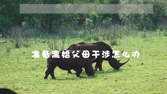 准备离婚父母干涉怎么办 准备离婚父母干涉怎么办