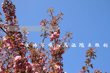 准格尔旗人民法院王胜利 准格尔旗人民法院王胜利