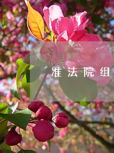 准法院组织是什么意思 准法院组织是什么意思