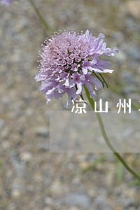 凉山州车辆违法运营曝光台