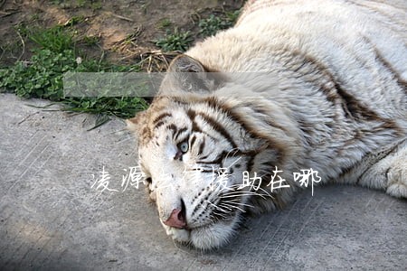 凌源法律援助在哪 凌源法律援助在哪