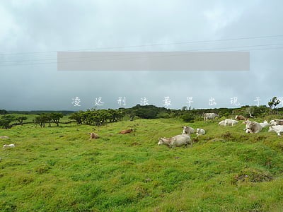 凌迟刑法最早出现于哪个朝代 凌迟刑法最早出现于哪个朝代