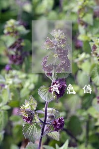 减免信用卡逾期违约金还款流程 减免信用卡逾期违约金还款流程
