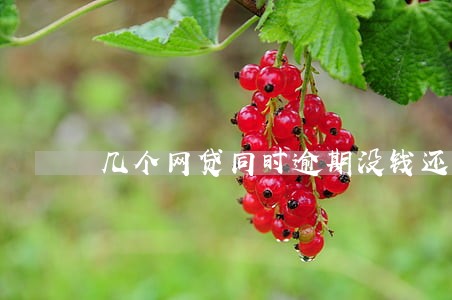 几个网贷同时逾期没钱还