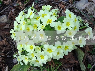 几个网贷逾期几个月再还可以吗