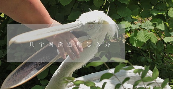 几个网贷逾期怎么办 几个网贷逾期怎么办