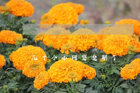 几十个小网贷逾期了 几十个小网贷逾期了