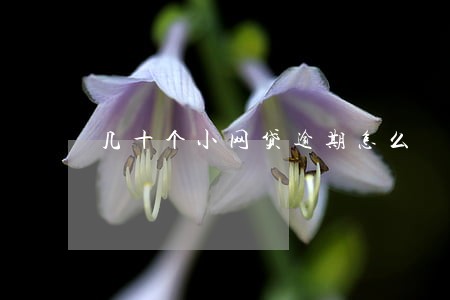 几十个小网贷逾期怎么 几十个小网贷逾期怎么