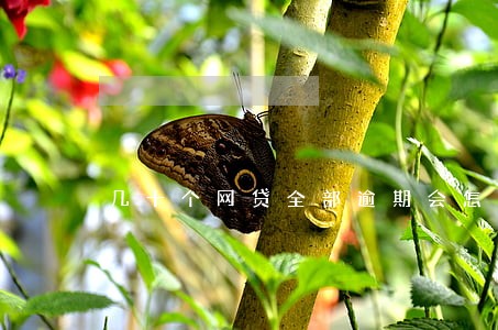 几十个网贷全部逾期会怎么样 几十个网贷全部逾期会怎么样