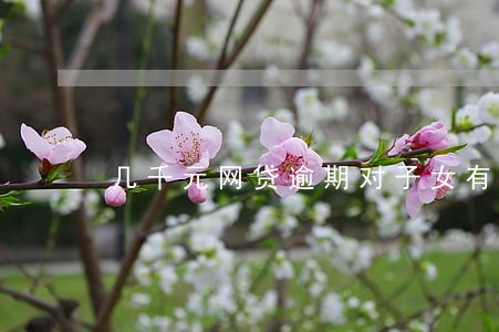 几千元网贷逾期对子女有影响吗 几千元网贷逾期对子女有影响吗
