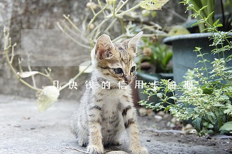 几块钱的信用卡逾期