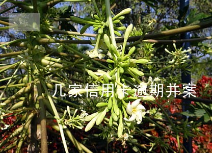 几家信用卡逾期并案 几家信用卡逾期并案
