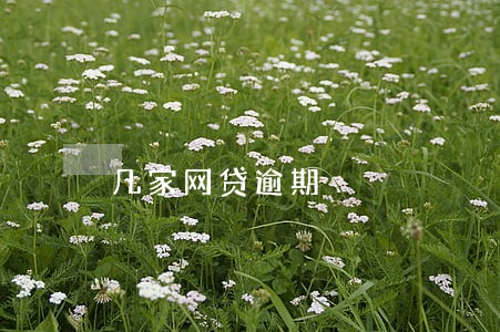 几家网贷逾期