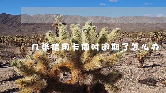 几张信用卡同时逾期了怎么办 几张信用卡同时逾期了怎么办
