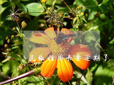 几张信用卡要逾期了 几张信用卡要逾期了