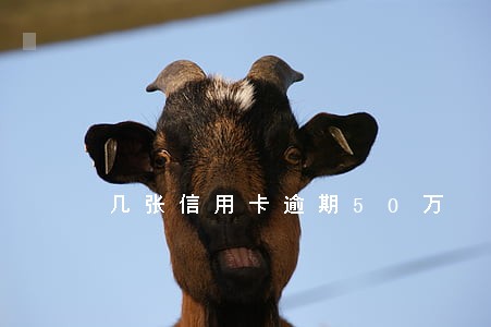 几张信用卡逾期50万 几张信用卡逾期50万