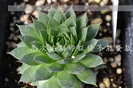 几次逾期的征信不能贷款买房 几次逾期的征信不能贷款买房