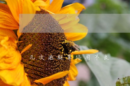 几次逾期算信用不良 几次逾期算信用不良