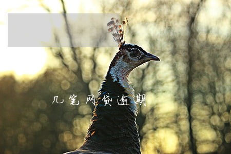 几笔网贷逾期 几笔网贷逾期