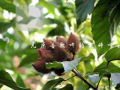 凡原告撤诉的案件诉讼费用由谁承担