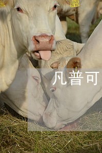 凡普可以只还本金吗 凡普可以只还本金吗