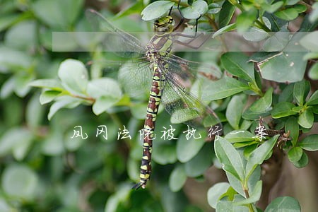 凤冈法院被执行一案 凤冈法院被执行一案