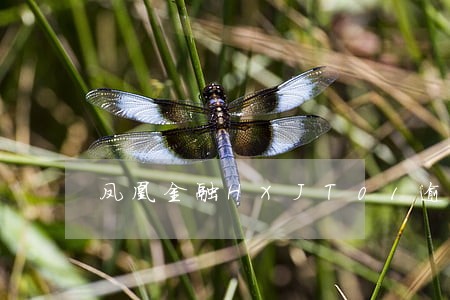 凤凰金融HXJT01逾期 凤凰金融HXJT01逾期