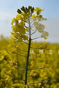 凤凰金融凤凰金融逾期的理财 凤凰金融凤凰金融逾期的理财