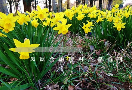 凤凰金融理财产品逾期